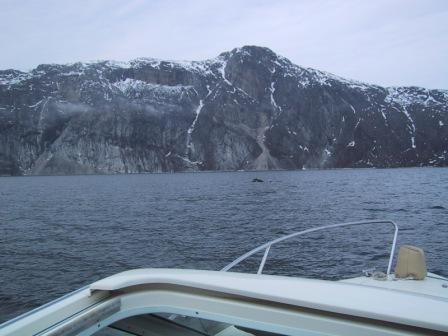 Pukkelhval i Godth&aring;bsfjorden
