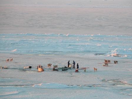 Hunde og mennesker p&aring; isen ved Qaarsut